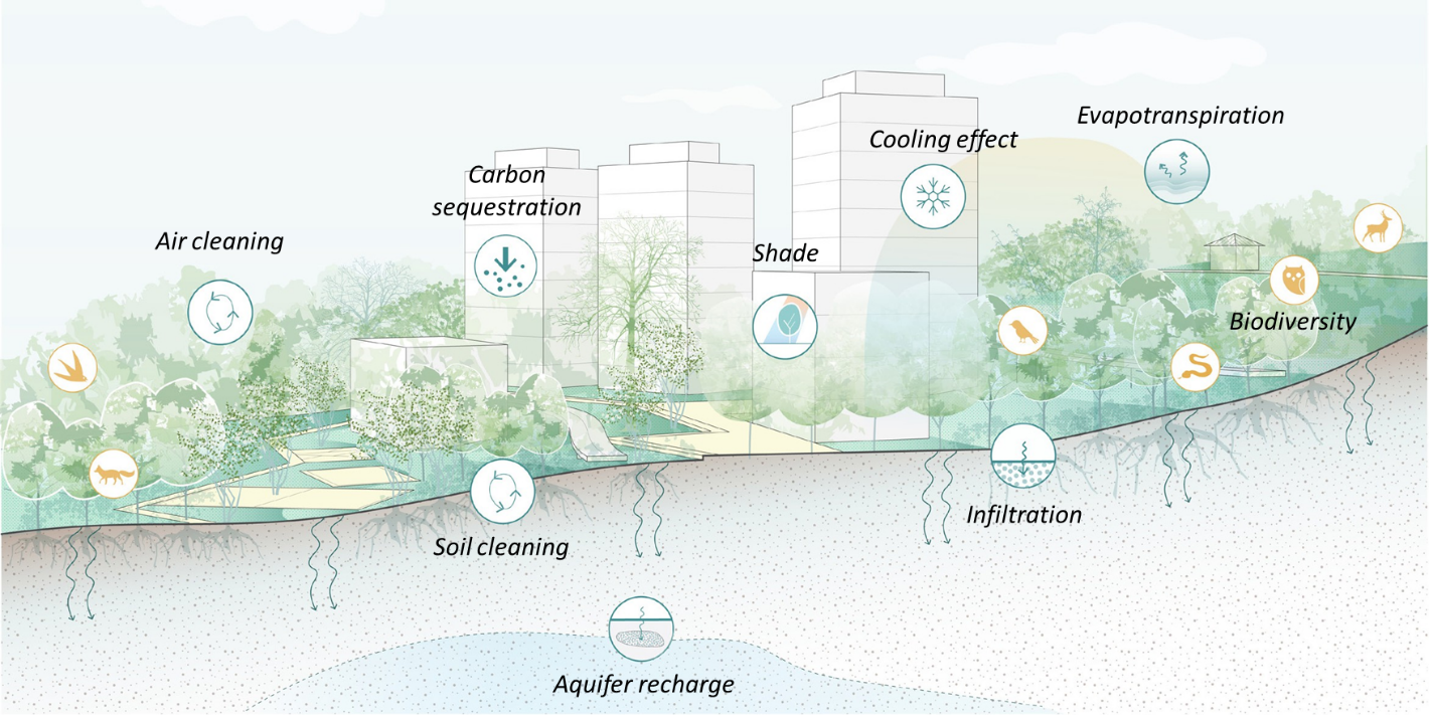 Figure 2: Urban Nature-based Solutions for climate resilience are multifunctional solutions. Urban forests, for example, reduce flooding through increased infiltration, provide cooling through shading and evapotranspiration and sustain urban biodiversity. Source: A Catalogue of Nature-Based Solutions for Urban Resilience. 