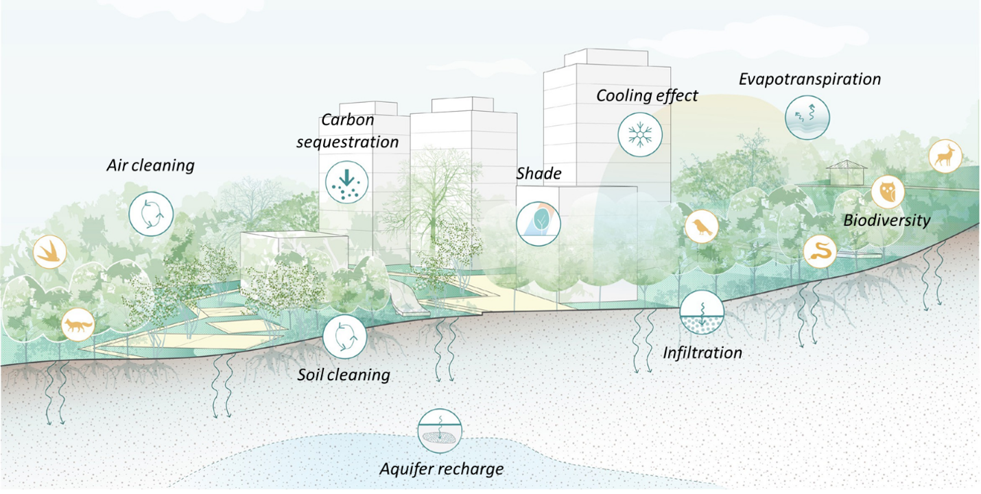 Figure 2: Urban Nature-based Solutions for climate resilience are multifunctional solutions. Urban forests, for example, reduce flooding through increased infiltration, provide cooling through shading and evapotranspiration and sustain urban biodiversity. Source: A Catalogue of Nature-Based Solutions for Urban Resilience.