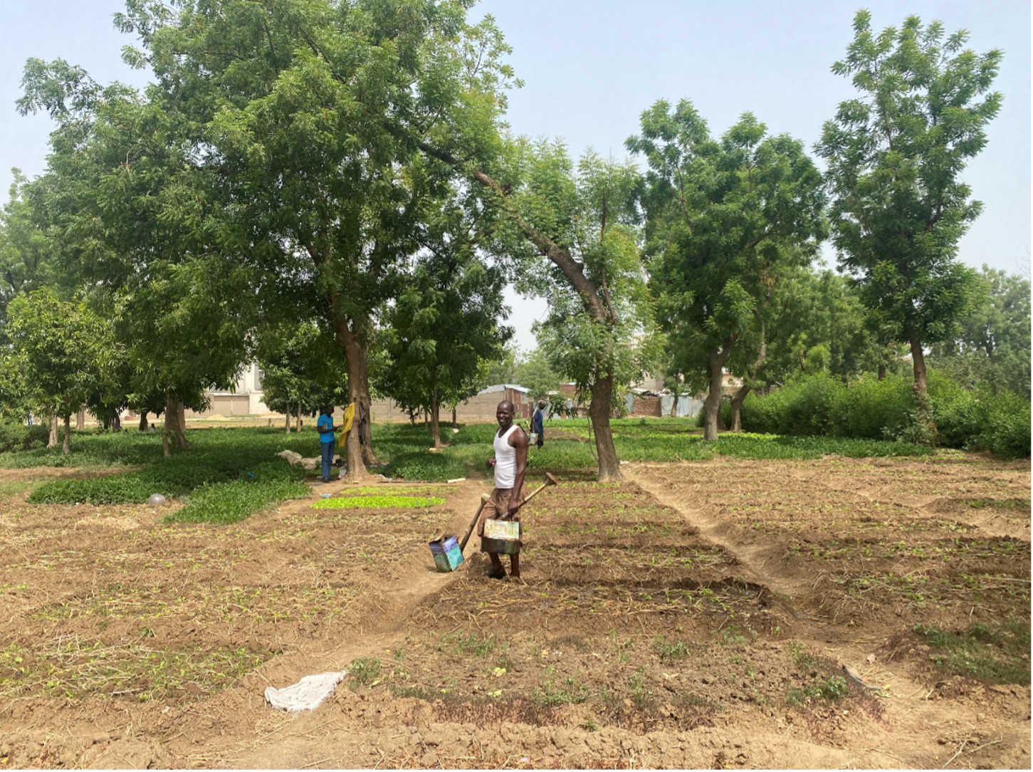 Figure 9: Urban agriculture in N’Djamena, Chad, can support urban resilience and livelihoods. Source: World Bank